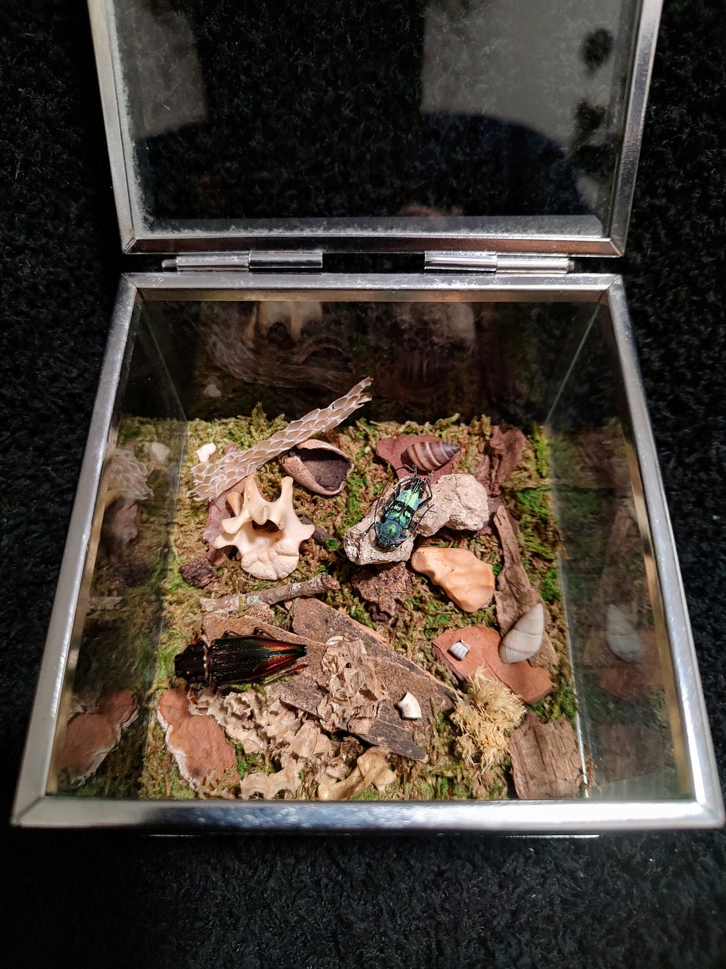 The Beetle Box