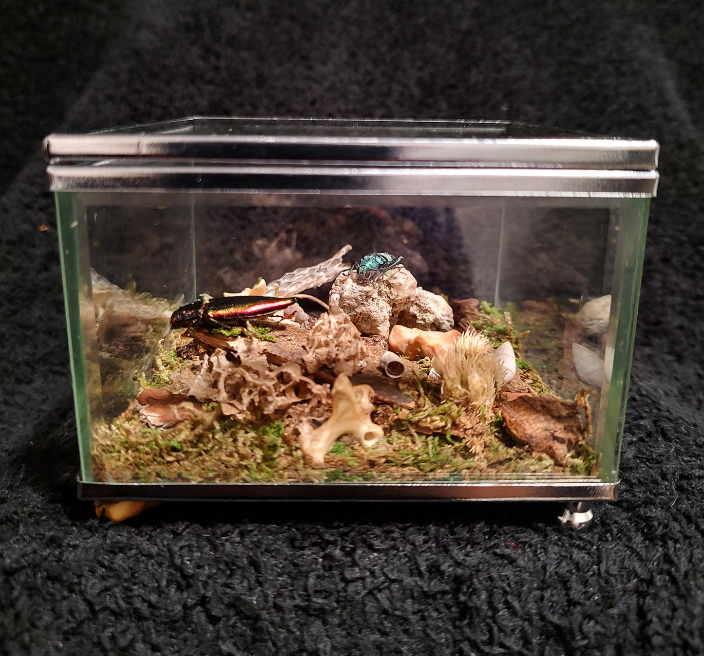 The Beetle Box