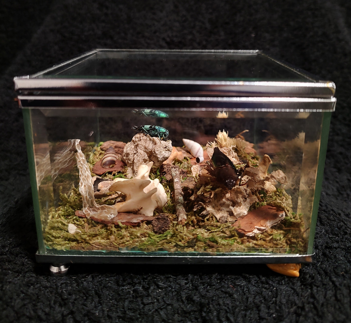 The Beetle Box