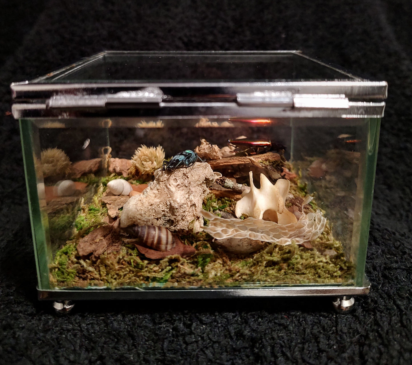 The Beetle Box