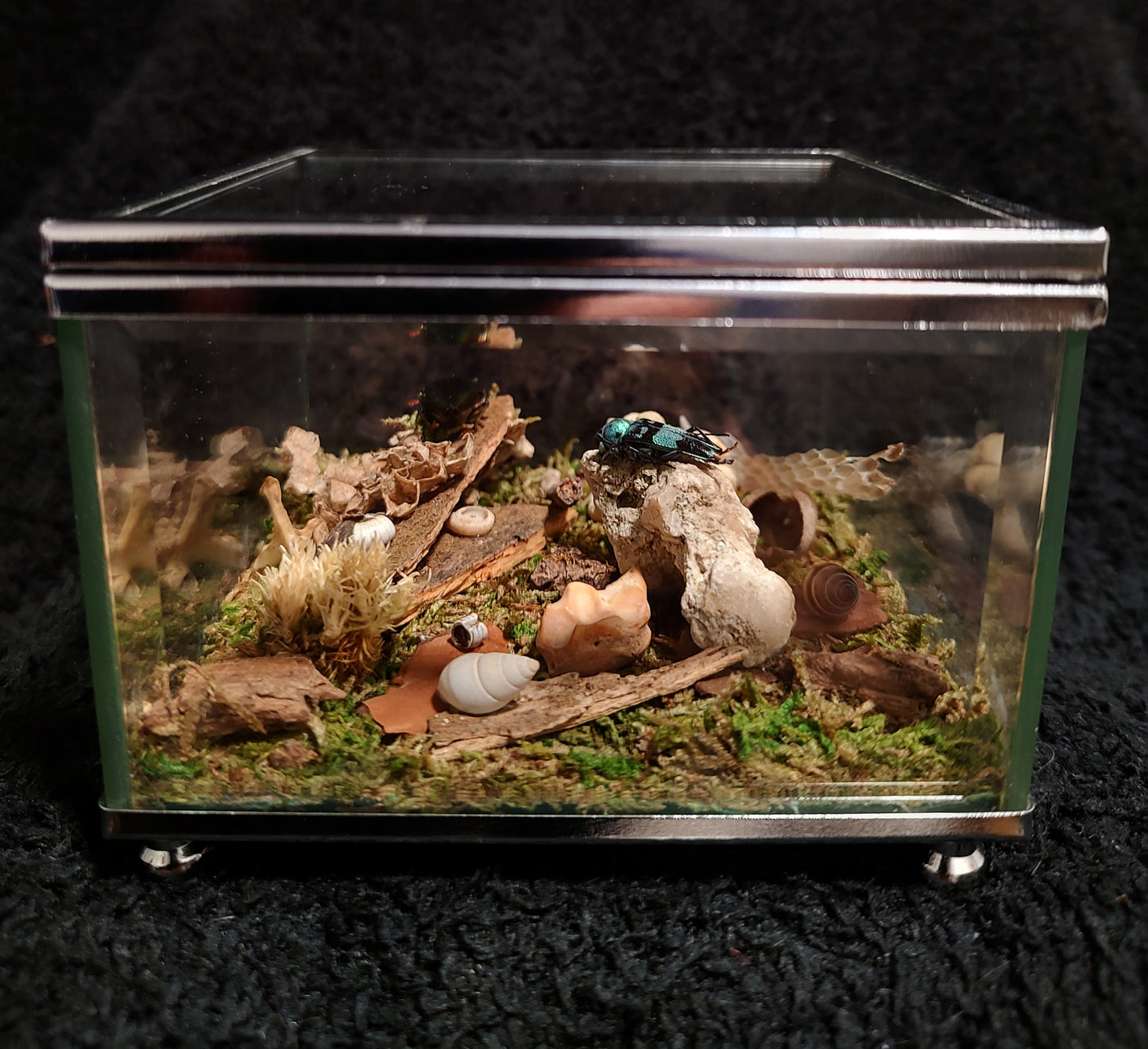 The Beetle Box