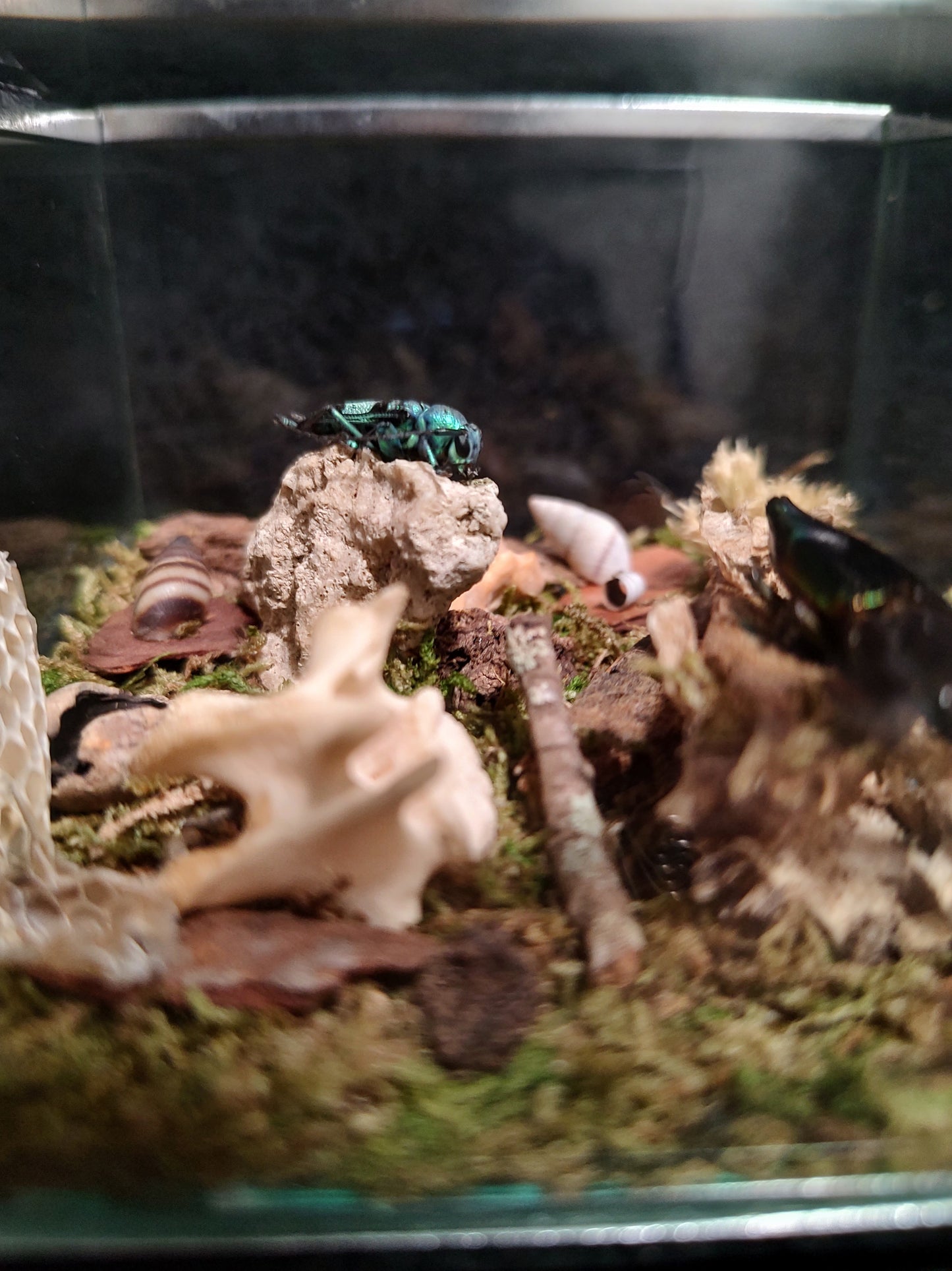 The Beetle Box