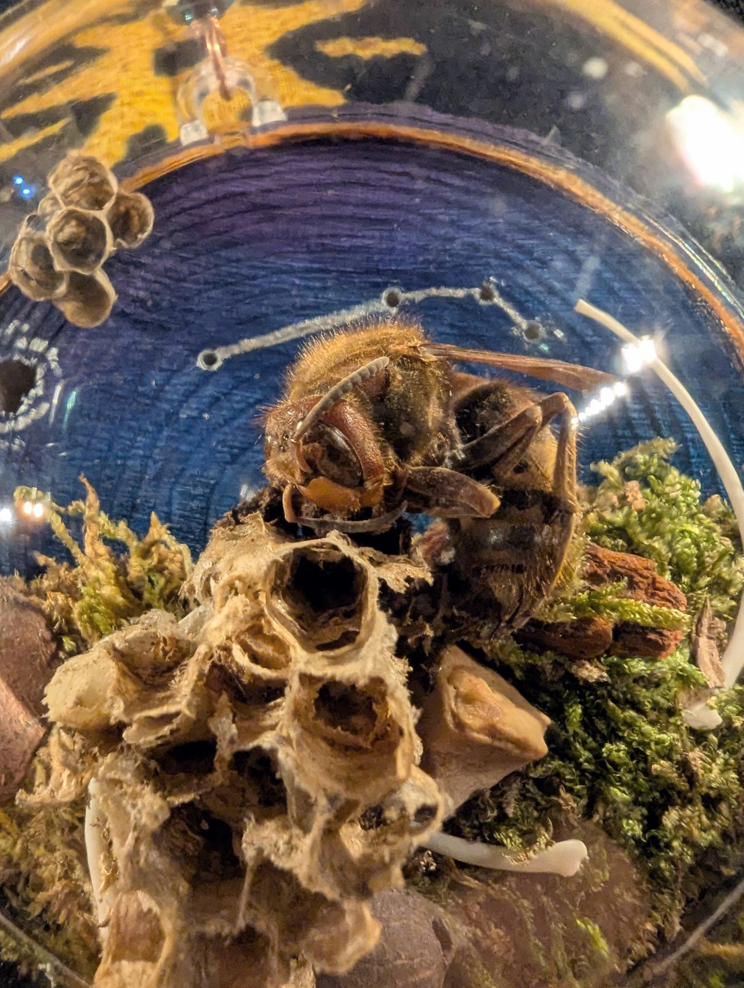Aries Oddity Ornament '24