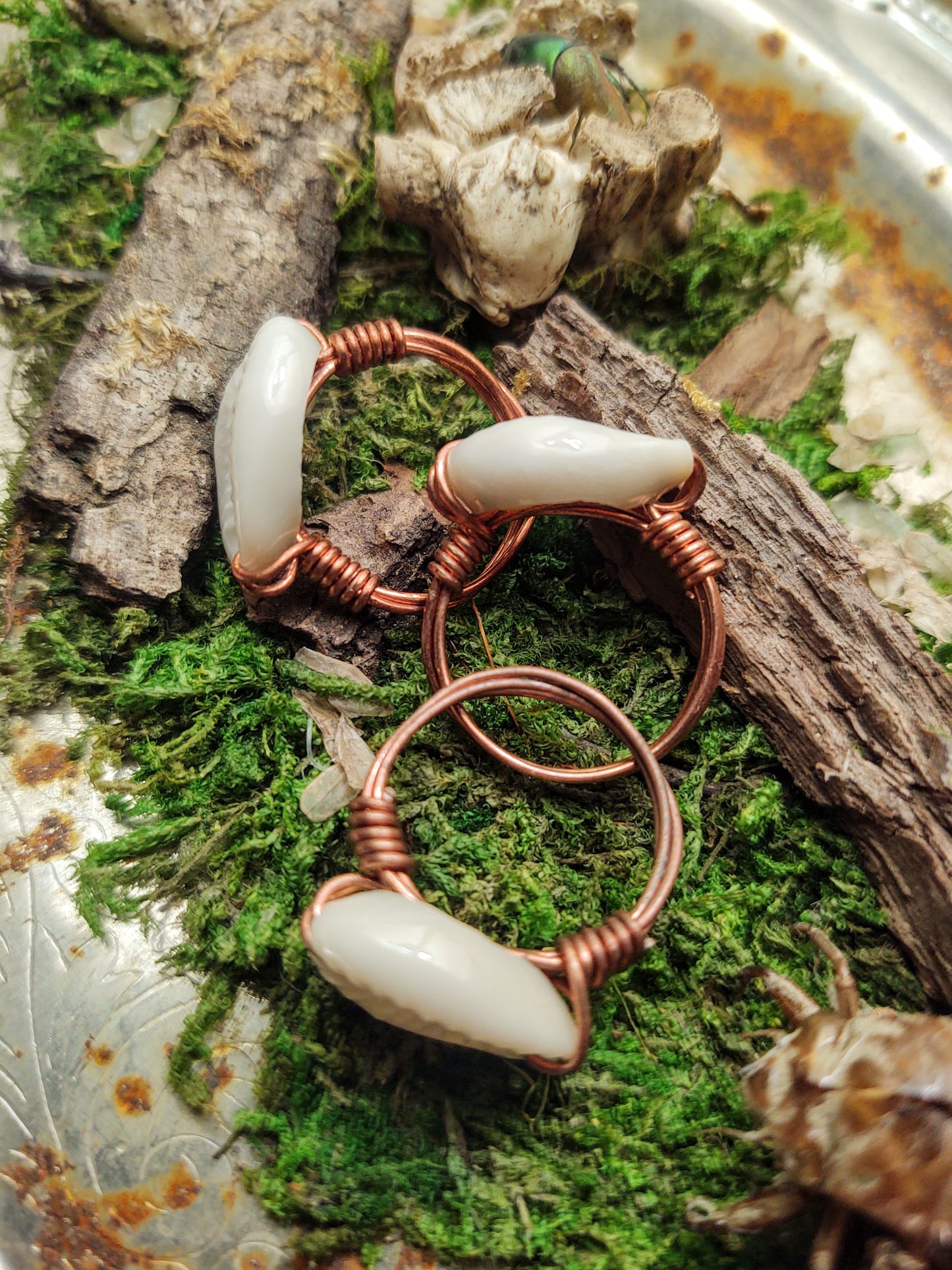 Copper Cowrie Shell Rings