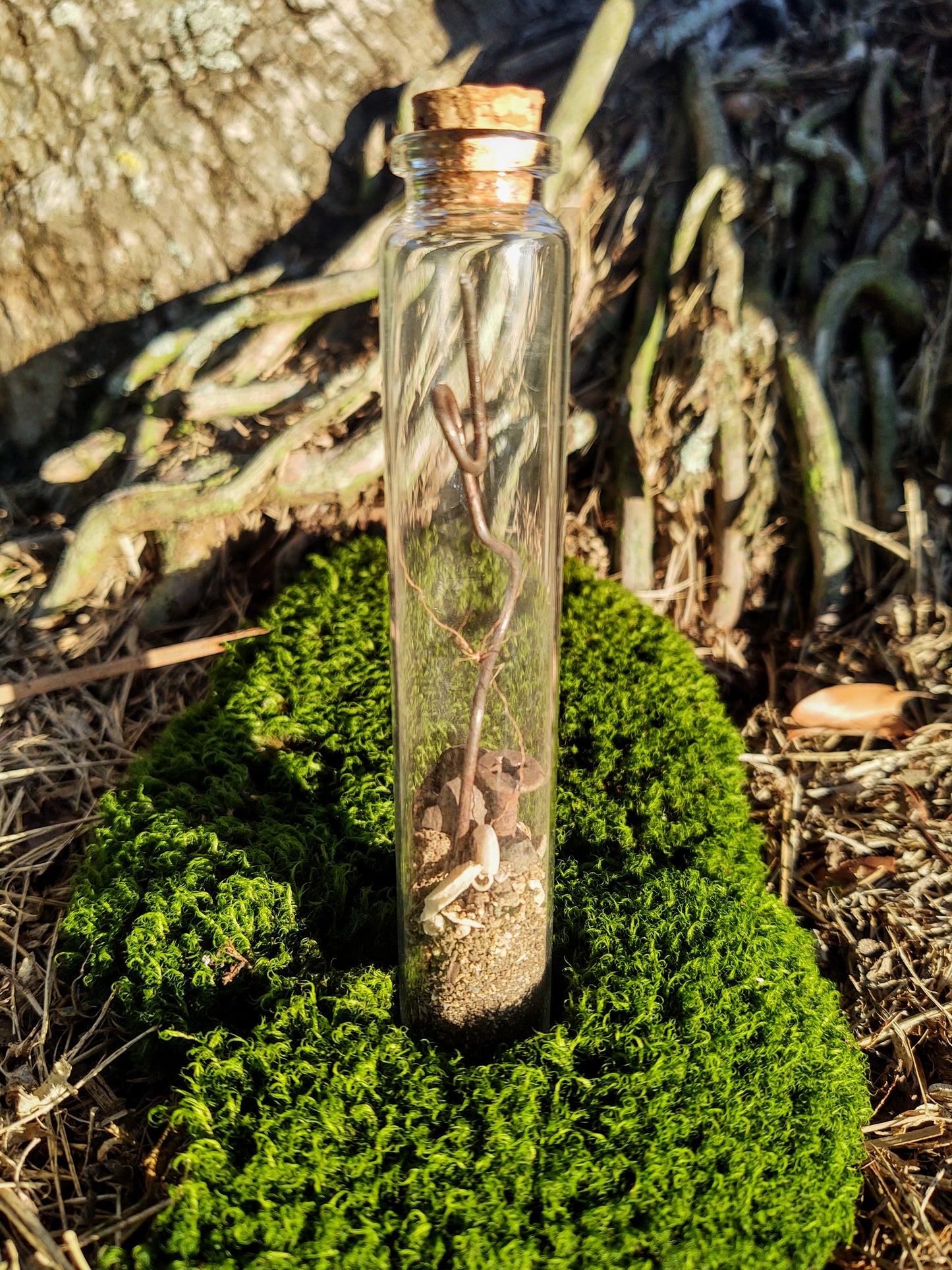 Florida Forest Vial