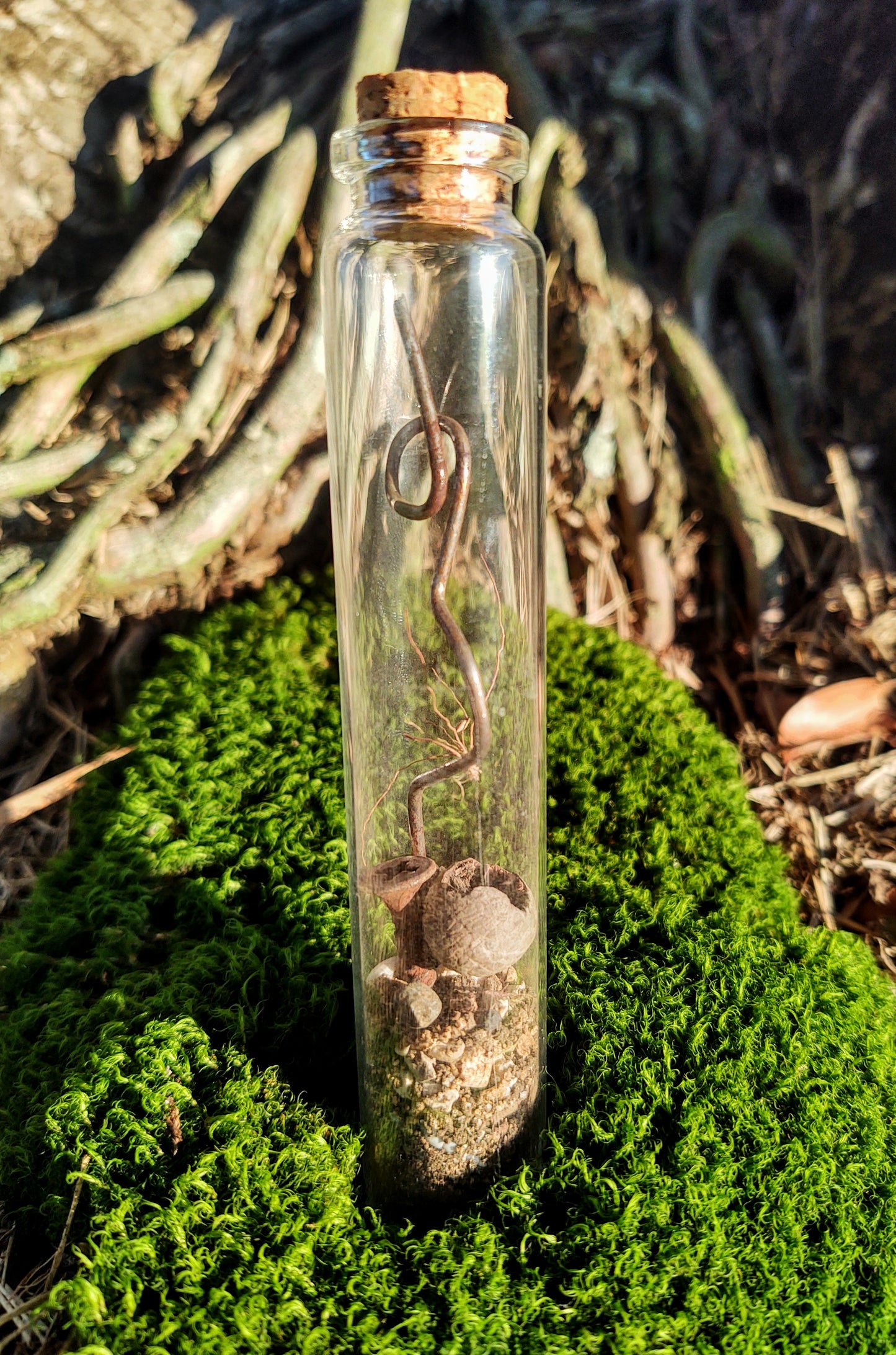 Florida Forest Vial