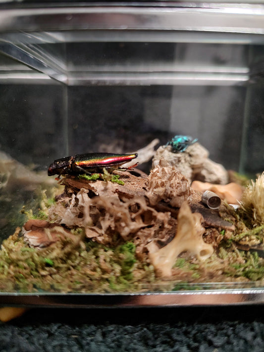 The Beetle Box