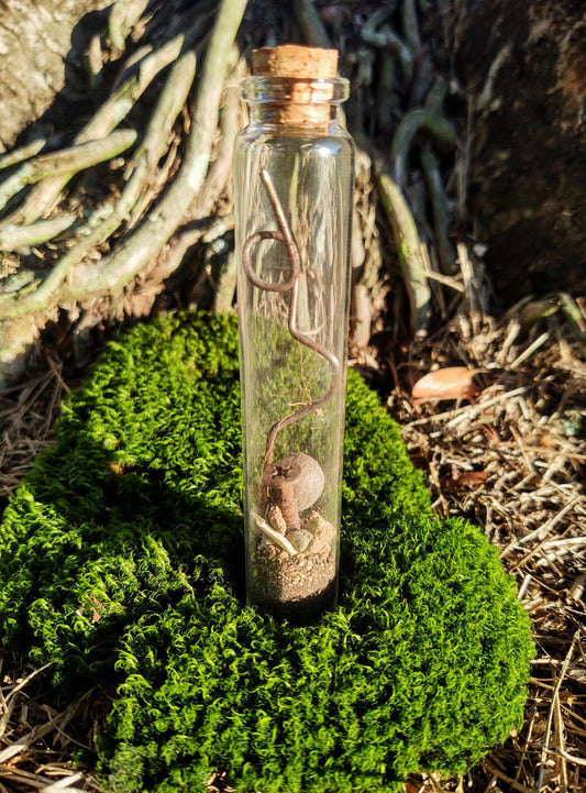 Florida Forest Vial